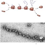 Nhiều ribosome có thể tham gia dịch mã một phân tử cùng một lúc hình thành nên polyribosome Tiểu đơn vị ribosome