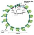 Hướng phiên mã RN polymerase 0.25 m s DN olyribosome (amino cuối) (b) ( end) 0.
