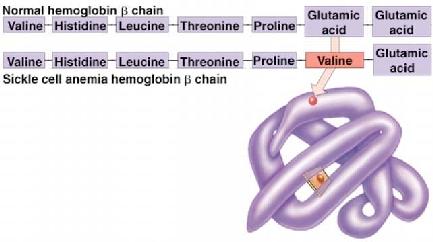 chỉ một base của chuỗi làm khuôn dẫn tới việc tổng hợp một protein không bình thường Wild-type hemoglobin DN Mutant