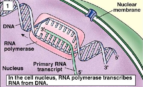 acid Lys Leu la hèn hoặc mất 3 nucleotides không gây lệch khung nhung làm thêm hoặc mật một amino acid Missing he ly o ly- Mất mỗi amino acid được gắn vào trn