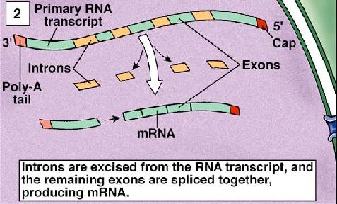 amino acid được hoạt hóa - oly Tiểu đơn vị của Đột biến lệch khung gay6sai nghĩa 4 đang hình thành Thêm HoẠT HÓ MINO ID trn sau khi rời khỏi nhân được gắn vào