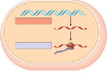 rokaryote hiên mã và dịch xảy ra gần như đồng thời DN TRNSRITION ukaryote RN transcript được biến đổi trước khi trở thành trưởng thành RN được phiên mã trong nhân, được dịch mã ở tế bào chất Màng
