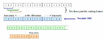 TRNSLTION RN thông tin () I. Vai trò của ba loại RN 1. 2. trn 3.