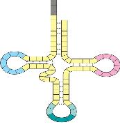RN vận chuyển (trn) ấu trúc RN vận chuyển Hầu hết các phân tử trn của prokaryote và eukaryote có cấu trúc rất giống nhau.