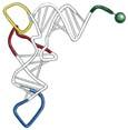 Ở các loop không có sự bắt cặp giữa các base (a) ấu trúc thứ cấp.