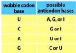 nticodon và giả thuyết rung (Wobble) rick đã đè ra giả thuyết rung, giả thuyết này đã giải thích được nhiều nhược điểm.