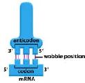của codon và 5 của anticodon. Hai cặp đầu có tính chất rất chuyên biệt, base ở đuôi 5 của anticodon có thể rung, dao động.