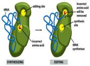 Ví dụ: anticodon rg 3 --5, base racil ở 5 goi là vị trí rung, ở vị trí này, racil có thể bắt cặp với cả hai loại base denin hoặc uanine của một codon, cụ thể là hai codon 5 --3 hoặc 5 --3.