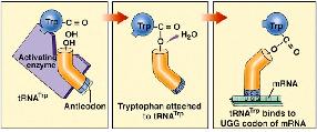 quá trình hoạt hóa amino acid với M có nguồn gốc từ T Bước thứ hai, năng lượng từ aminoacyl-m được sử dụng để chuyển amino acid tới trn Hoạt hóa amino acid ó hai bước để hoạt hóa amino acid nhờ
