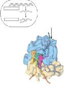 amino acid và T. denosine T 2 T mất hai nhóm Và nối với amino acid ở dạng M. yrophosphate hosphates 3 trn thích hợp hình thành cầu nối đồng hóa trị với amino acid, thay thế M.