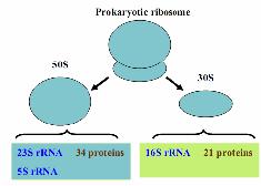 Ở rokaryote 70S ribosome = 30S + 50S Ở ukaryote 80S ribosome = 40S + 60S Là một thành phần nằm