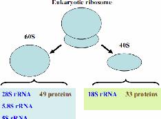 mino cuối có ba vị trí gắn cho trn Vị trí Vị trí Vị trí Vị trí (eptidyl-trn binding site) mino