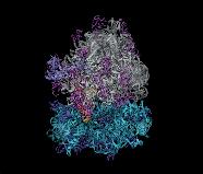 site) trn Tiểu đơn vị lớn Tiểu đơn vị nhỏ Vị trí gắn (b) huỗi polypeptide đang hình thành (c)