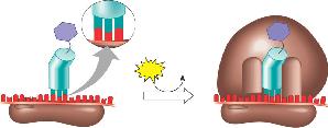 odon và aminoacyl-trn đầu tiên Sự khởi đầu dịch mã odon khởi đầu ở rokaryote là: Thông thường là ó thể là Đôi khi là Khi dipeptide được hình thành, α NH2 của mở đầu có thể tác kích vào nhóm =O của