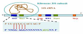 minoacyl-trn khởi đầu là N-formyl-methionyl-tRN N-formyl-methionine (f) là amino acid đầu tiên của chuỗi polypeptide được tổng hợp mino acid này sau đó được tách khỏi phân tử protein trong suốt quá