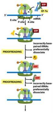 initiation complex) Sự thủy phân T được tách khỏi IF2 trong việc gắn với tiểu phần ribosome 50S Mục đích của sự thủy phân là tách IF2 và T khỏi complex nhờ đó mà quá trình kéo dài chuỗi polypeptide