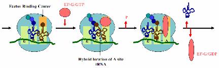Một phân tử rrn của tiểu phần lớn xúc tác sự hình thành cầu nối peptide giữa amino acid mới ở vị trí và Đầu cuối carboxyl của chuỗi polypeptide đang hình thành ở vị trí site.