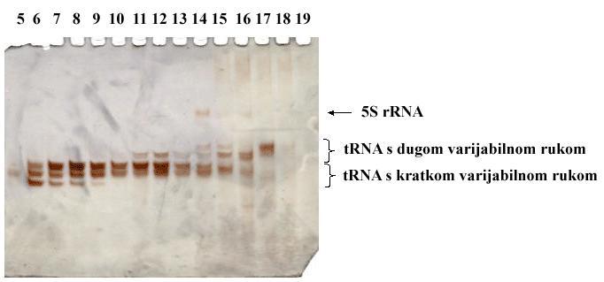 10 2 f(b3) 4. Rezultati 10 3 A 260 1000 800 600 400 200 1 2 3 4 5 6 78 9 10 11 12 13 14 15 16 17 18 19 0 0 20 40 60 80 100 120 V / ml 100 90 80 70 60 50 40 30 20 10 0 Slika 4.7. Kromatogram dobiven praćenjem apsorbancije pri λ = 260 nm prilikom pročišćavanja ukupne trna iz E.