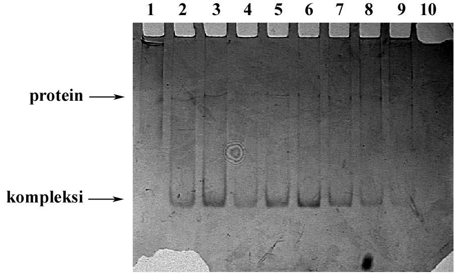 4. Rezultati Slika 4.21. Nativnom elektroforezom razdvojene komponente smjesa dobivenih titracijom MtArgRS (c = 1,57 μmol dm -3 ) s ukupnom trna iz E. coli pri uvjetima visoke ionske jakosti.