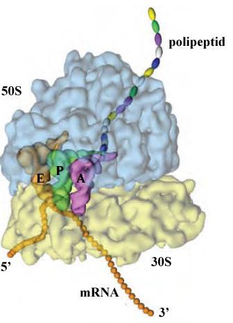 1. Uvod Slika 1.1. (gore) Prikaz biosinteze polipeptida na ribosomu.