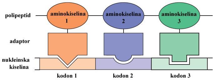 polipeptidni lanac. [1] (dolje) Shematski prikaz donošenja ispravnih aminokiselina na ribosom.