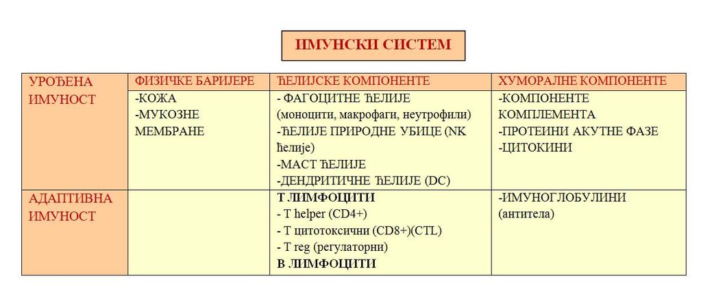 Цитотоксички Т лимфоцити (CD8+) имају пре свега улогу у индукцији апоптозе туморских ћелија и ћелија инфицираних вирусом, мада и они луче цитокине али у мањој мери од CD4+ лимфоцита.