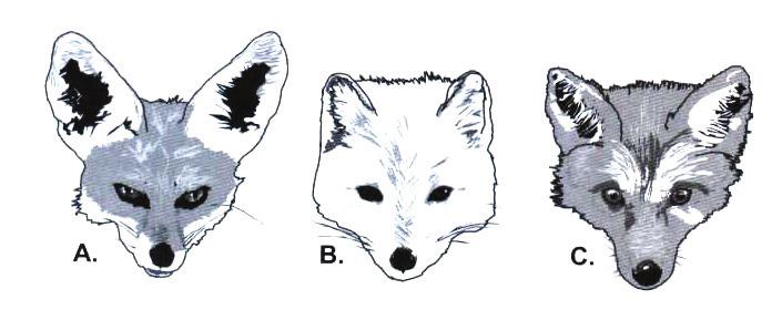 Primjeri zadataka Slika prikazuje glave lisica koje žive u različitim geografskim područjima. Kojemu geografskomu pojasu pripadaju lisice sa slike. Upišite slovo kojim je označena odgovarajuća lisica.