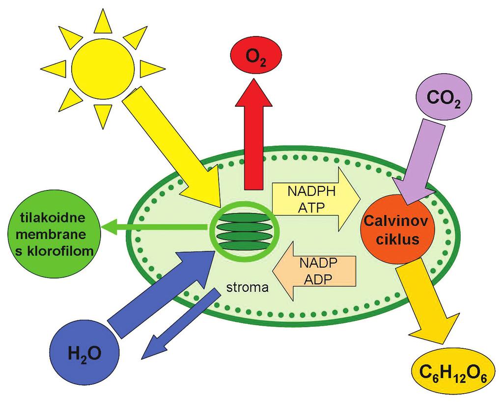 Što je fotosinteza? Fotosinteza je proces u kojemu zelene biljke iz ugljikova(iv) oksida i vode pomoću Sunčeve svjetlosti stvaraju kisik i šećer (slika 5.