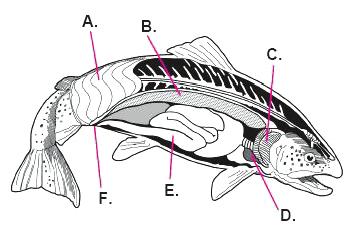 Primjeri zadataka Slika prikazuje unutrašnju građu pastrve. A. B. C. F. E. D. Ispod kože vide se mišići. Kakav je raspored ribljih mišića?