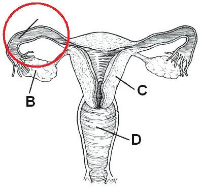 Slika prikazuje unutarnje ženske spolne organe. A. B. C. D. Kojim je slovom na slici označen jajnik? Navedite dvije najvažnije uloge jajnika. Odgovor: Jajnik je označen: slovom B.