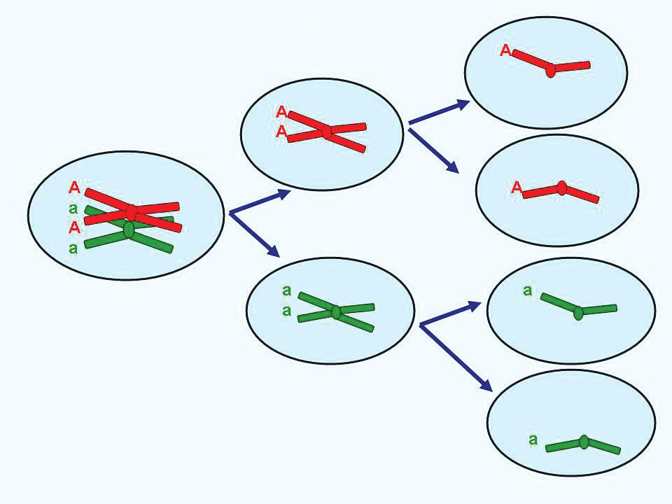 Slika 12. Razdvajanje jednoga para alela na homolognim kromosomima tijekom mejoze ako se nije dogodio krosingover Za 2.