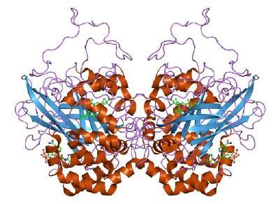 ODREĐIVANJE AKTIVNOSTI KATALAZE SPEKTROFOTOMETRIJSKOM METODOM (CAT100) 1. TEORETSKI DIO Katalaza je široko rasprostanjen enzim i sreće se kod prokariaota i eukariota.