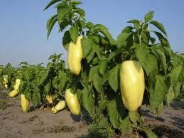 Слика 2. Паприка (Capsicum annuum L.) 2.2.3.3. Мрква (Daucus carota L.