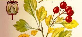 laevigata Rosaceae - glog, hawthorn -dilatacija koronarnih krvnih