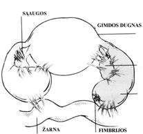 Sveikata 2004 12 visiškai aiškus. Anatominė kliūtis gali būti mažojo dubens uždegimo, kiaušintakių endometriozės, pochirurginio randėjimo pasekmė. Kiaušintakių peristaltiką veikia hormonų pusiausvyra.
