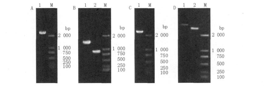 primers IN- F /FY-R M DL2000 Marker A4 A 88% A 2.
