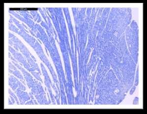 Слика 6 H/E (хематоксилин/еозин) и слика 61 (масон-трихром) бојење ћелија