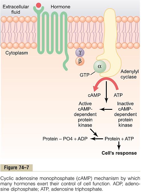 Механизми на секундарен гласник (активиран преку G- протеин) во посредување на интраклеточните хормонски функции camp cgmp Продукти од