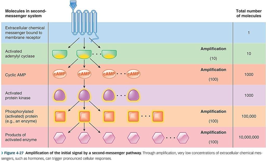 Интрацелуларни хормонски рецептори - хормони што претежно дејствуваат врз генската машинерија на клетката Стероидни/тироидни хормони + Рецептор во цитоплазмата/јадрото Регулаторна секвенца во DNA