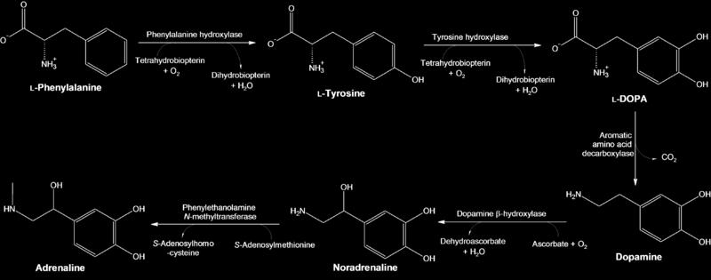 Деривати на тирозин (амински хормони) Тироидни јодирани тирозински деривати Тироглобулин Ослободување во крвта Адреналин и норадреналин (катехоламини) Секреторни везикули Егзоцитоза Секреција