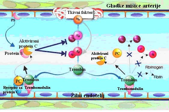 Slika 5: Prikazuje delovanje proteina C (11). 1.4.2. Določanje Proteina C Protein C se in vivo aktivira s trombinom, v prisotnosti trombomodulina.