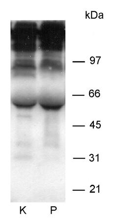 Tabela 8.