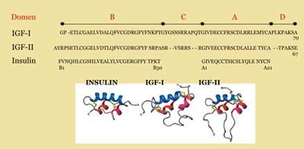 Slika 4. Strukturna homologija IGF-I, IGF-II i insulina Za razliku od insulina, IGF molekuli ne gube svoj C domen u procesu transformacije prohormona u aktivni hormon (133).