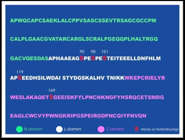 radiosekvenciranje (29). Kao najvažnije mesto fosforilovanja pokazao se Ser 101, sa ukupno 63% ugrađenog 32 P.