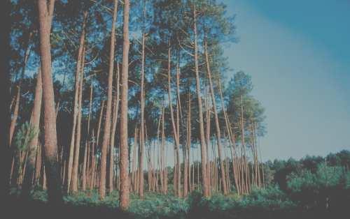 Biomodulačné účinky Pycnogenolu extrakt z kôry francúzskej prímorskej borovice (Pinus pinaster) potravinový suplement (Horphag Research, Švajčiarsko), vyrábaný VÚL V L Modra silný antioxidant,