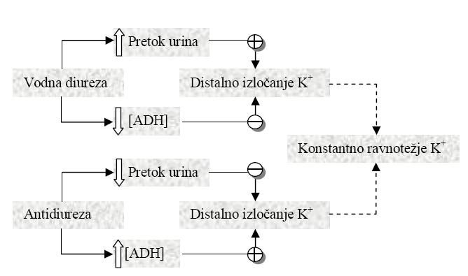 UVOD 1.5.2.3. ADH ADH spodbuja privzem Na + čez luminalno membrano v celice in tako poveča elektrokemijski gradient za izhajanje K + iz celice.