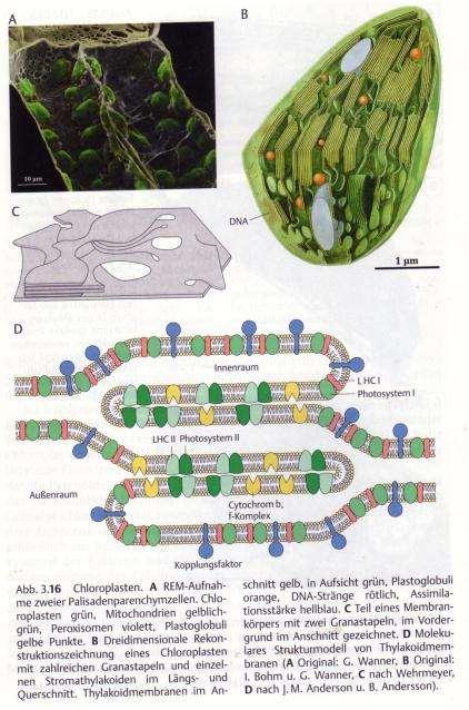 Kloroplasti v celici Kloroplast-povečano tilakoide