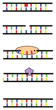 -. 74. E. coli, -, -,.. -.,, -,.