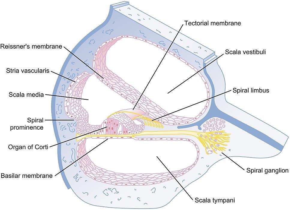 Базиларна мембрана и резонанција во кохлеата 20-30 000 базиларни влакна