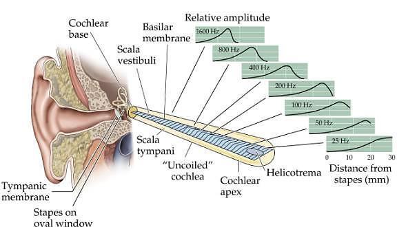 Cochlear